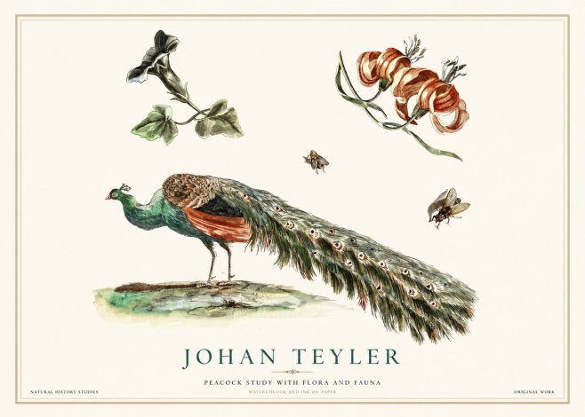 Johan Teyler Peacock Study with Flora and Fauna No1 - Poszter