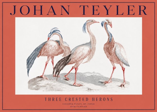 Johan Teyler Three Crested Herons No2 - Poszter