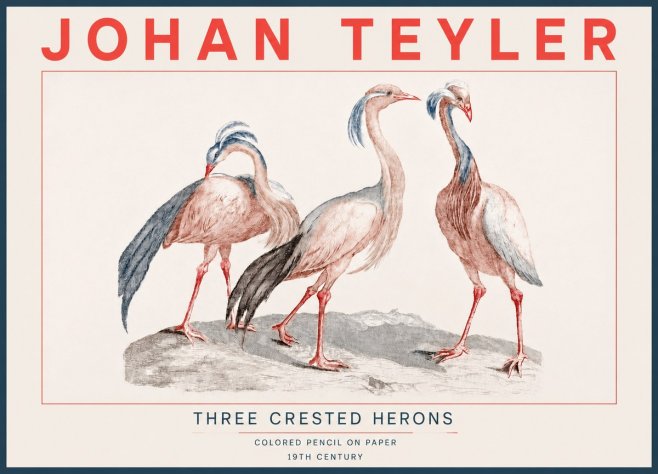 Johan Teyler Three Crested Herons No4 - Poszter