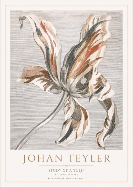 Johan Teyler Study of a Tulip No1 - Poszter