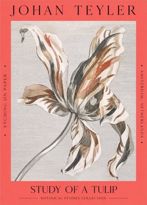 Johan Teyler Study of a Tulip No2 - Poszter