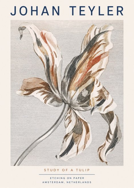 Johan Teyler Study of a Tulip No3 - Poszter
