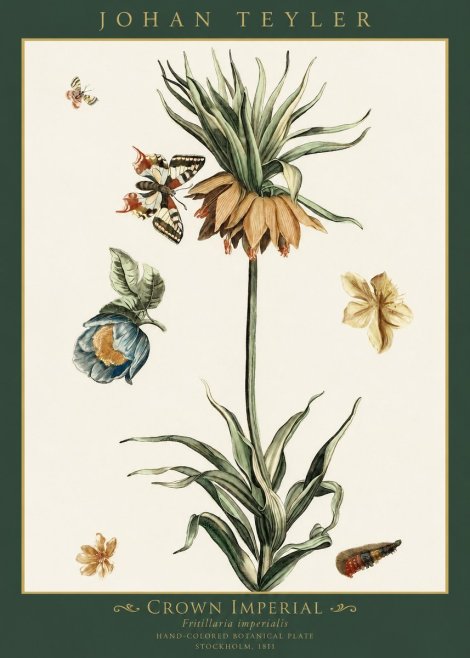 Johan Teyler Crown Imperial No1 - Poszter