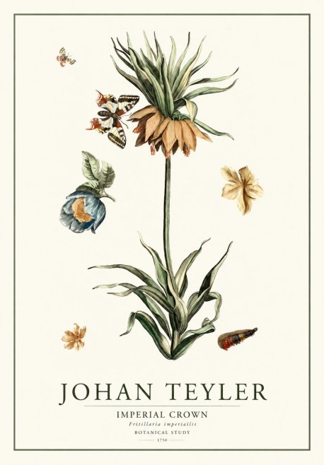 Johan Teyler Crown Imperial No2 - Poszter