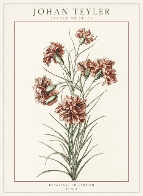 Johan Teyler Carnation Study No1 - Poszter