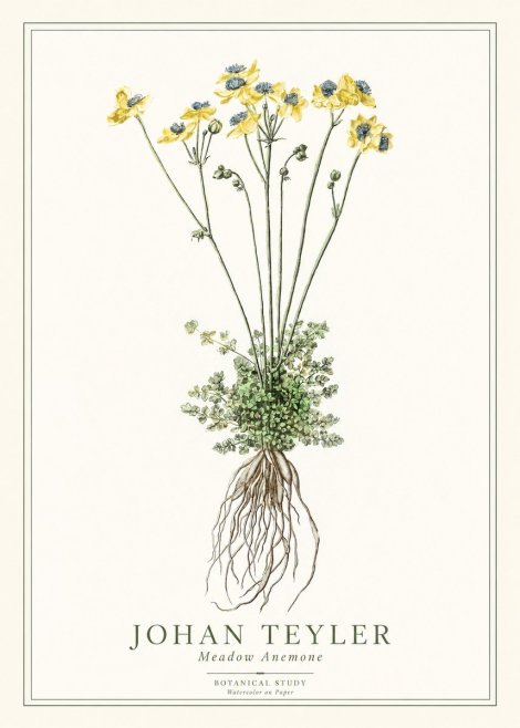 Johan Teyler Meadow Anemone No1 - Poszter