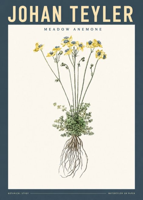 Johan Teyler Meadow Anemone No2 - Poszter