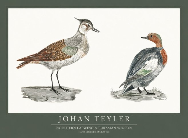 Johan Teyler Northern Lapwing & Eurasian Wigeon No1 - Poszter