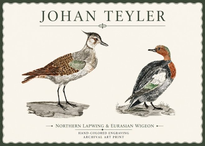 Johan Teyler Northern Lapwing & Eurasian Wigeon No4 - Poszter