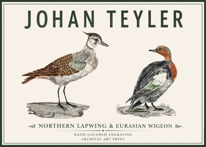 Johan Teyler Northern Lapwing & Eurasian Wigeon No5 - Poszter