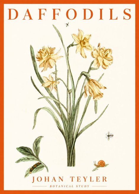 Johan Teyler Daffodils No2 - Poszter