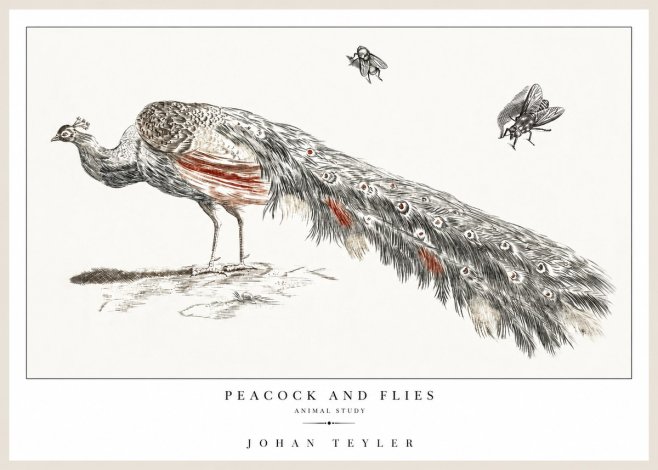 Johan Teyler Peacock and Flies - Animal Study No1 - Poszter