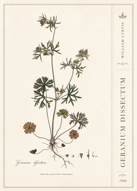 William Curtis Geranium Dissectum I No2 - Poszter