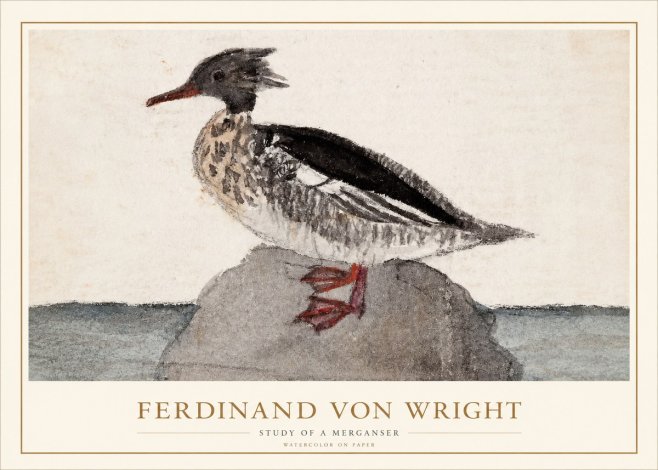 Ferdinand von Wright Study of a Merganser No1 - Poszter