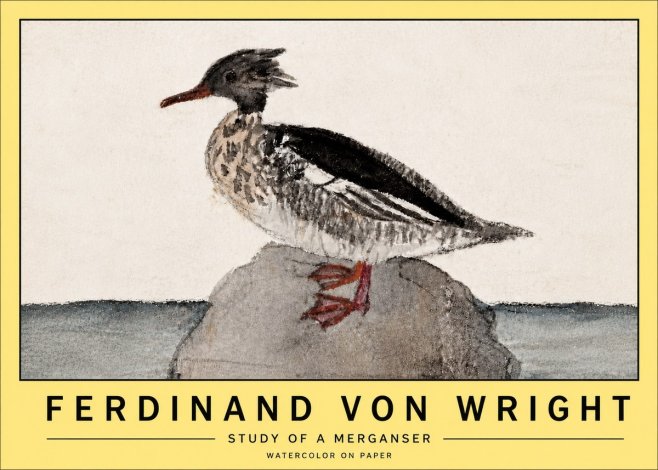 Ferdinand von Wright Study of a Merganser No5 - Poszter
