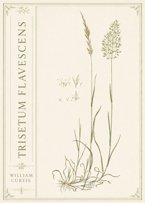 William Curtis Trisetum Flavescens II No2 - Poszter