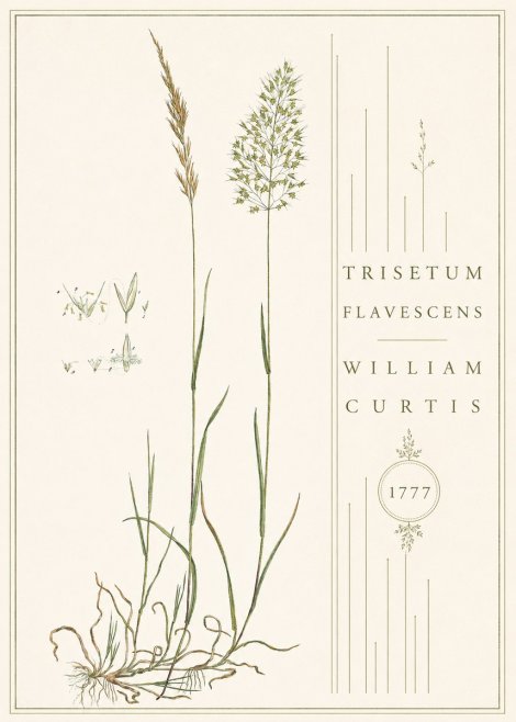 William Curtis Trisetum Flavescens II No4 - Poszter