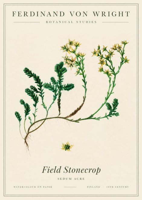 Ferdinand von Wright Botanical Study No3 - Poszter