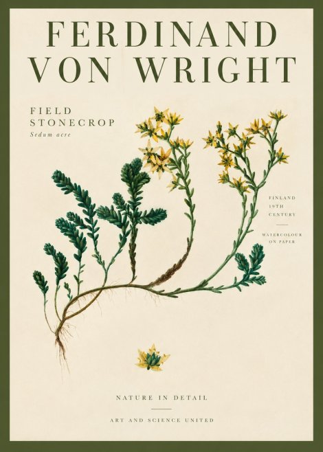 Ferdinand von Wright Botanical Study No4 - Poszter