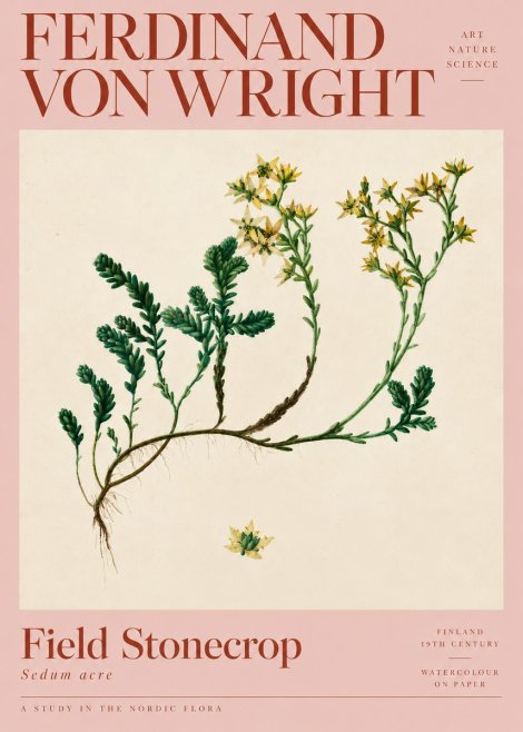 Ferdinand von Wright Botanical Study No5 - Poszter