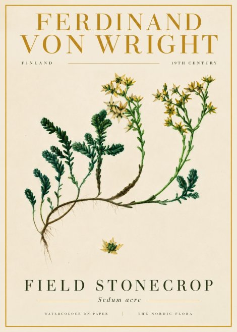 Ferdinand von Wright Botanical Study No6 - Poszter