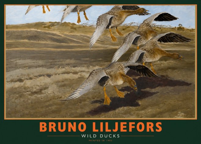 Bruno Liljefors Wild Ducks I No2 - Poszter