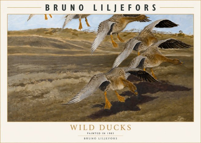Bruno Liljefors Wild Ducks I No3 - Poszter