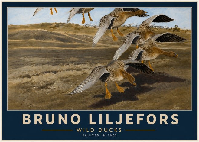 Bruno Liljefors Wild Ducks I No4 - Poszter