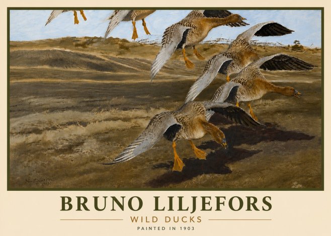 Bruno Liljefors Wild Ducks I No6 - Poszter