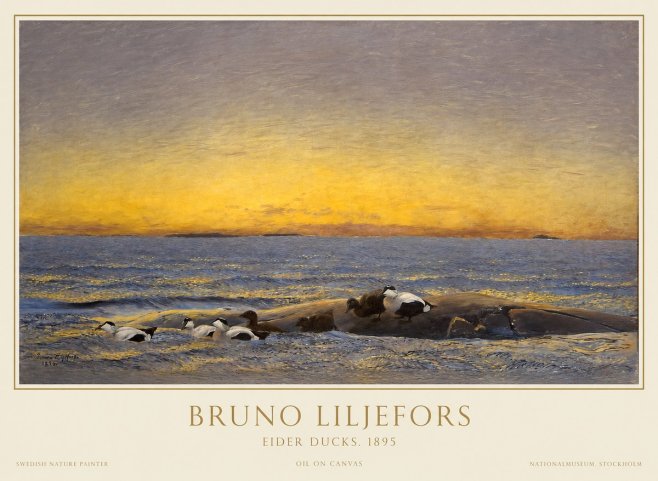 Bruno Liljefors Eider Ducks. 1895 No1 - Poszter
