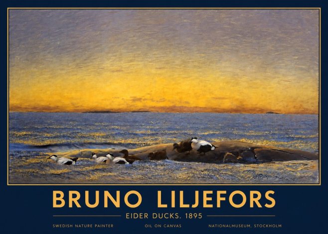 Bruno Liljefors Eider Ducks. 1895 No2 - Poszter