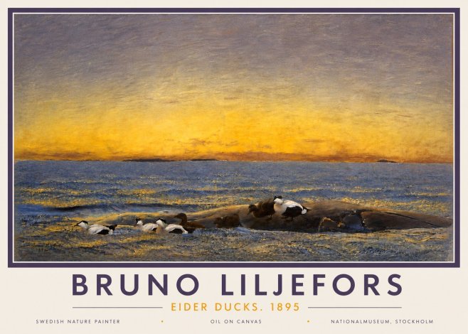 Bruno Liljefors Eider Ducks. 1895 No4 - Poszter