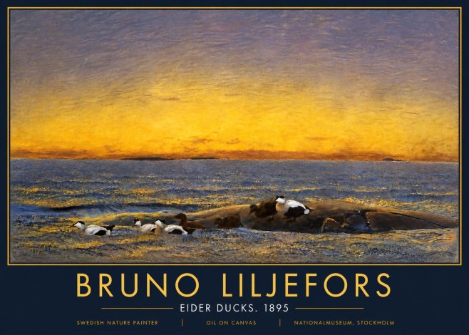 Bruno Liljefors Eider Ducks. 1895 No5 - Poszter