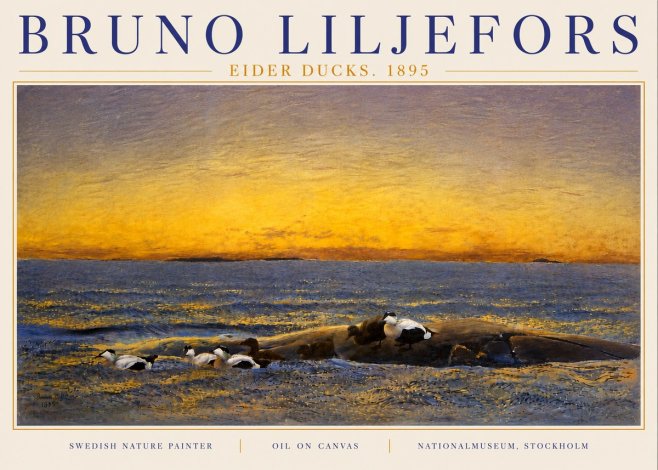 Bruno Liljefors Eider Ducks. 1895 No6 - Poszter