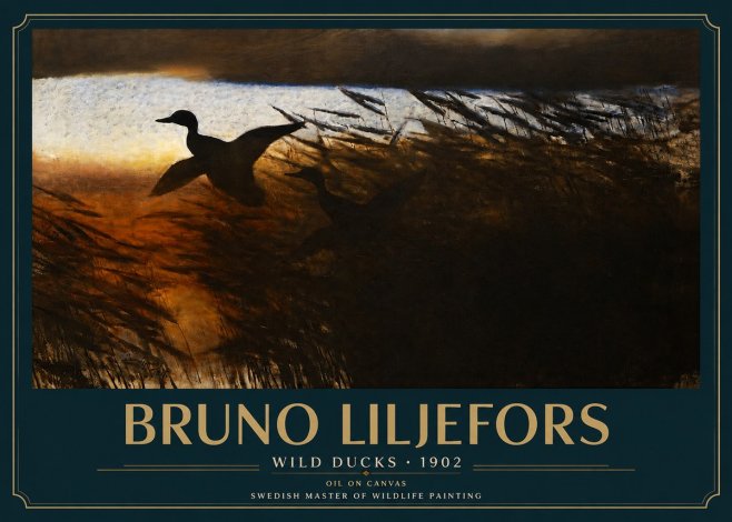 Bruno Liljefors Wild Ducks II No3 - Poszter