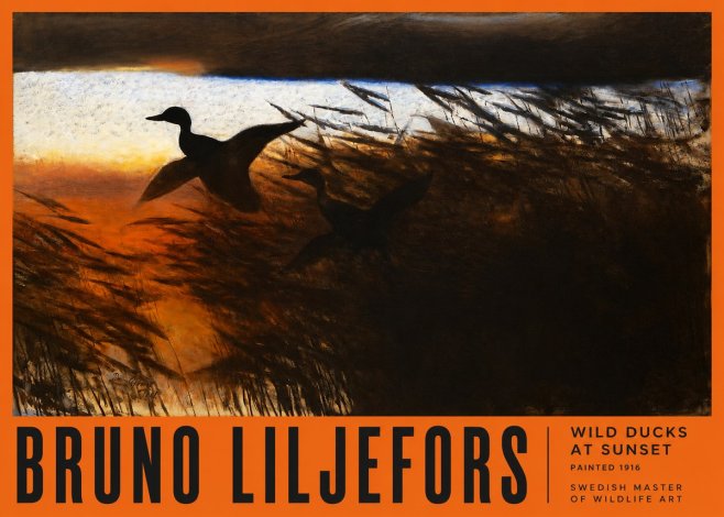 Bruno Liljefors Wild Ducks II No6 - Poszter
