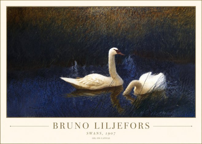 Bruno Liljefors Swans, 1907 No1 - Poszter