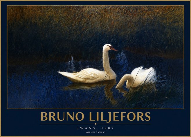 Bruno Liljefors Swans, 1907 No2 - Poszter