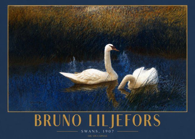 Bruno Liljefors Swans, 1907 No4 - Poszter