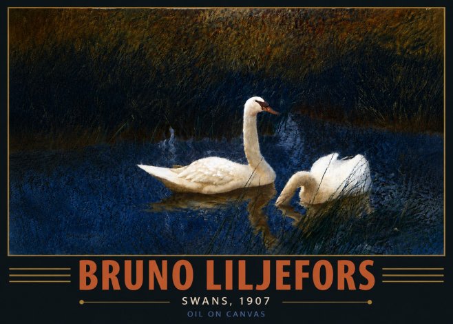 Bruno Liljefors Swans, 1907 No6 - Poszter