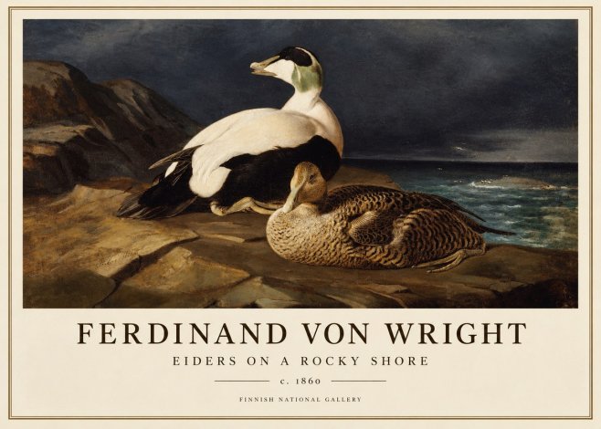 Ferdinand von Wright Eiders on a Rocky Shore No1 - Poszter