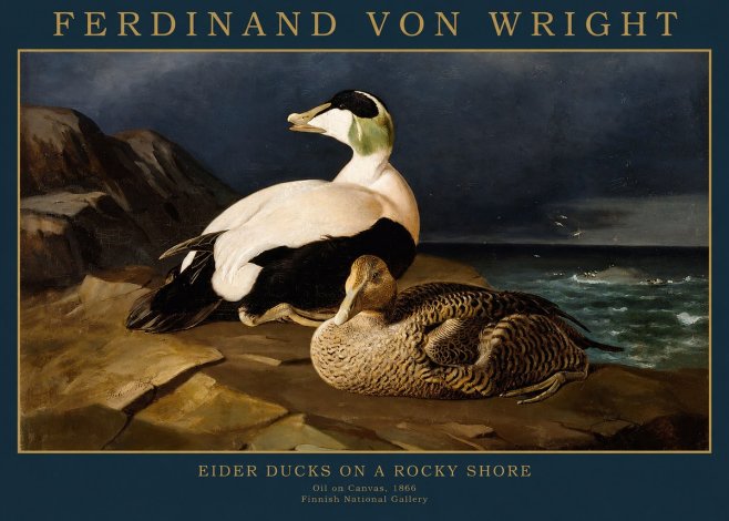 Ferdinand von Wright Eiders on a Rocky Shore No2 - Poszter