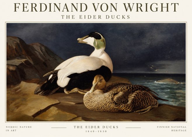 Ferdinand von Wright Eiders on a Rocky Shore No3 - Poszter