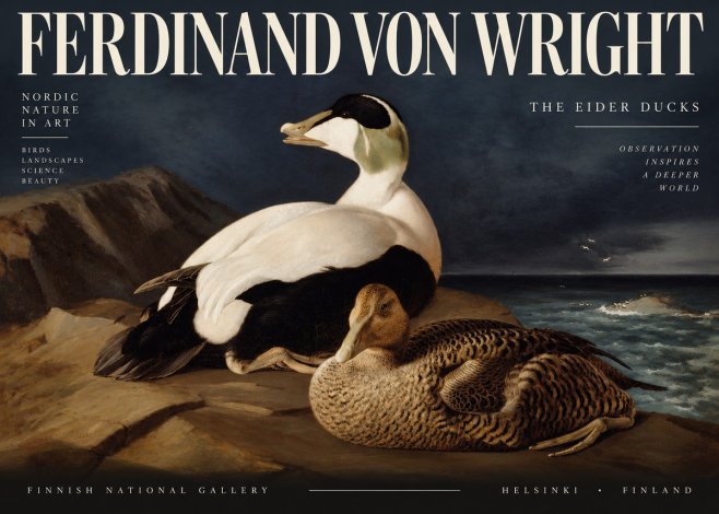 Ferdinand von Wright Eiders on a Rocky Shore No4 - Poszter