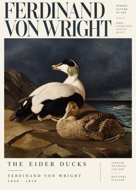 Ferdinand von Wright Eiders on a Rocky Shore No5 - Poszter