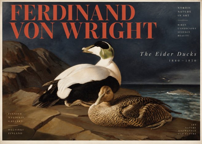 Ferdinand von Wright Eiders on a Rocky Shore No6 - Poszter