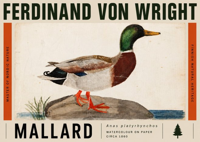 Ferdinand von Wright Mallard (Anas Platyrhynchos) No5 - Poszter