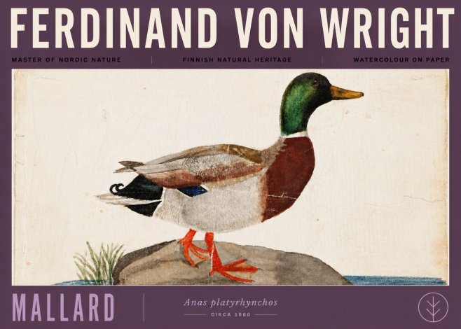 Ferdinand von Wright Mallard (Anas Platyrhynchos) No6 - Poszter
