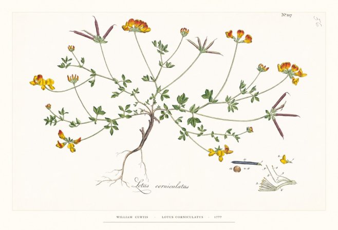 William Curtis Lotus Corniculatus II No6 - Poszter