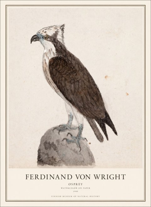 Ferdinand von Wright Osprey No1 - Poszter